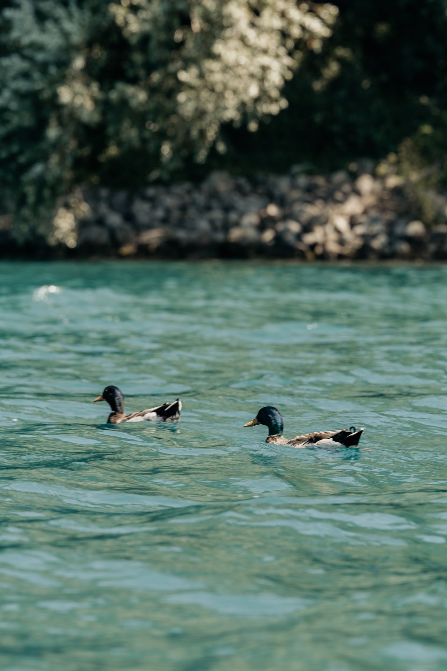 APERITIVO GALLEGGIANTE in SUP + Tour al Lago in SUP Albano di Castel Gandolfo