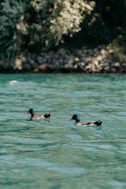 APERITIVO GALLEGGIANTE in SUP + Tour al Lago in SUP Albano di Castel Gandolfo